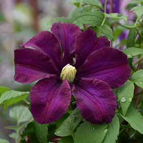 Plant Photo 4