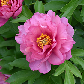 Plant Photo 10