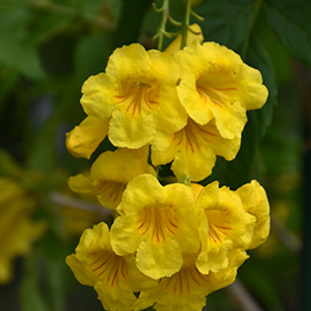 Plant Photo 9