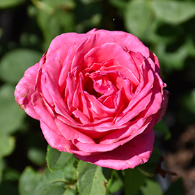 Plant Photo 9