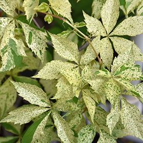 Plant Photo 4