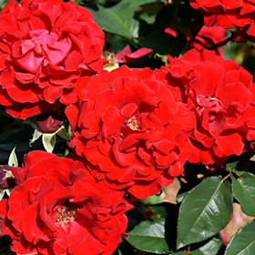 Plant Photo 1