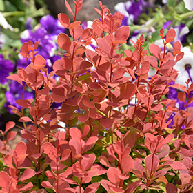 Plant Photo 4