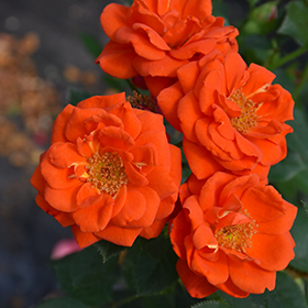 Plant Photo 8