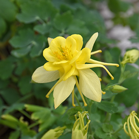Plant Photo 8