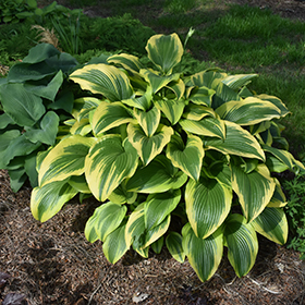Plant Photo 2