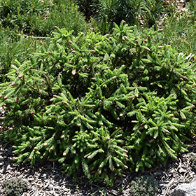 Plant Photo 7