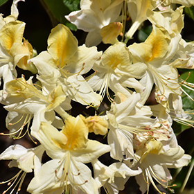 Plant Photo 2
