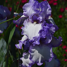Plant Photo 2