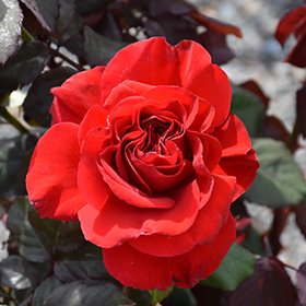 Plant Photo 2