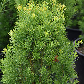 Plant Photo 9