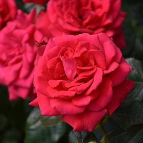Plant Photo 6