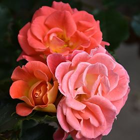 Plant Photo 4