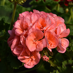 Plant Photo 8