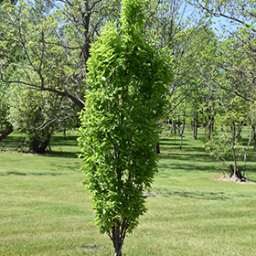 Plant Photo 2