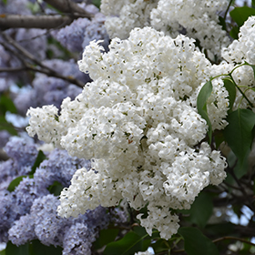 Plant Photo 8