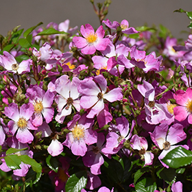 Plant Photo 1