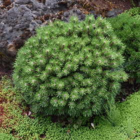 Plant Photo 8