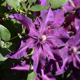 Plant Photo 4