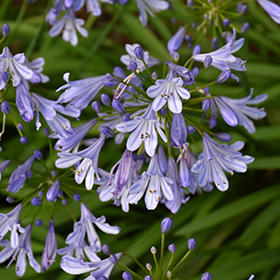 Plant Photo 3