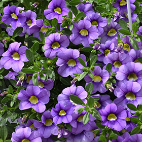 Plant Photo 3