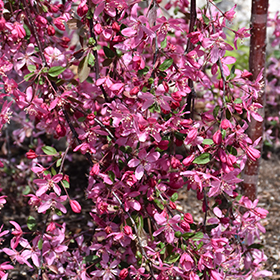 Plant Photo 7