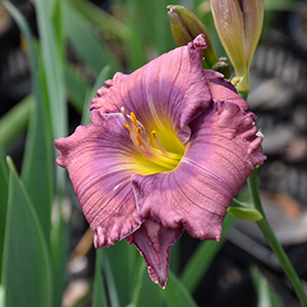 Plant Photo 2