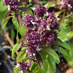 Plant Photo 10