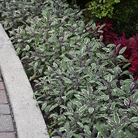 Plant Photo 8