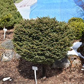 Plant Photo 4