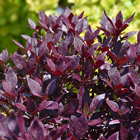 Plant Photo 8