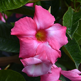 Plant Photo 2