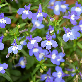 Plant Photo 7