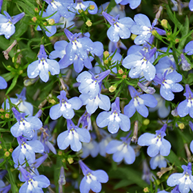 Plant Photo 8