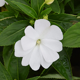 Plant Photo 8