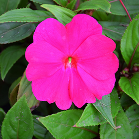 Plant Photo 7
