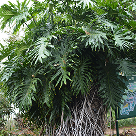Plant Photo 4