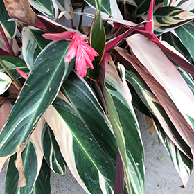 Plant Photo 8
