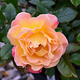 Plant Photo 4