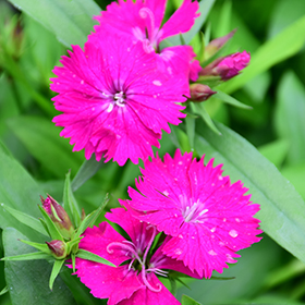 Plant Photo 6