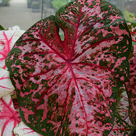 Plant Photo 9