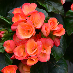 Plant Photo 2
