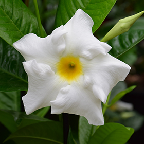 Plant Photo 3