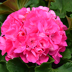 Plant Photo 7