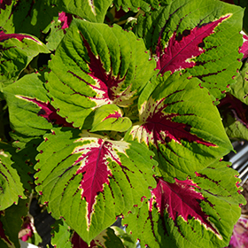 Plant Photo 1