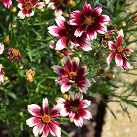 Plant Photo 9
