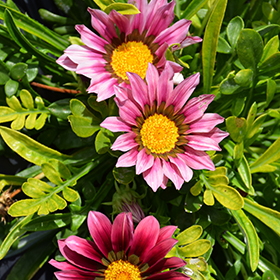 Plant Photo 10