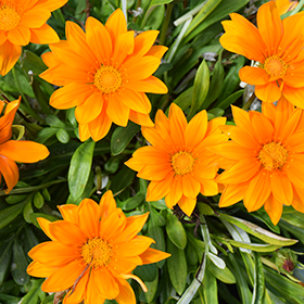 Plant Photo 9