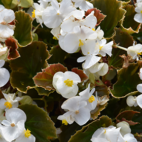 Plant Photo 2