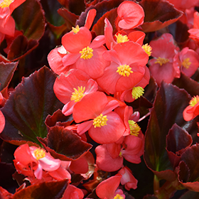 Plant Photo 1